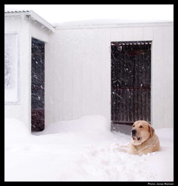 Toro de la Peña Mora - December 2005
(Ch. Cañon de Fuente Mimbre x Jara de Ablanera) 
Born: 28.08.2002 
Photo: Jonas Nielsen - © Copyright  
Keywords: jonastoro snow nieve