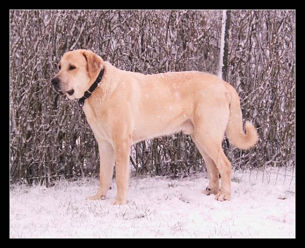 Toro de la Peña Mora - December 2004
(Cañon de Fuente Mimbre x Jara de Ablanera)
Born: 28.08.2002
Photo: Jonas Nielsen - © Copyright   

Keywords: jonastoro snow nieve