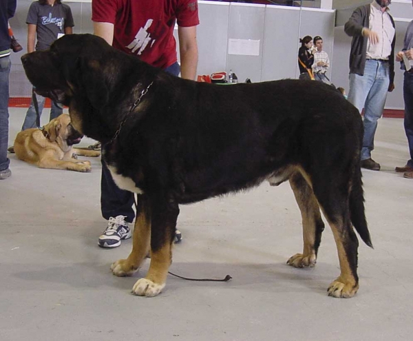 Toro de la Mesta - CAC, CACIB, BOB (MR) International show Valencia December 2006
MEJOR MACHO Y MEJOR MASTIN ESPAÑOL DEL AÑO 2006 COMUNIDAD VALENCIANA Y MURCIA


Keywords: 2006 mesta