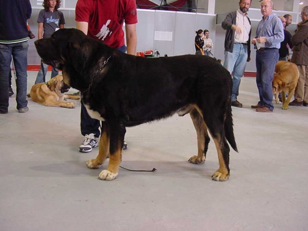 Toro de la Mesta - CAC, CACIB, BOB -  International Dog Show, Murcia, Spain - 26.11.2006
Keywords: 2006