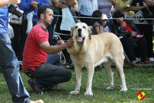 Rubio de Torrestio: Jóvenes machos, EXC - Barrios de Luna 14.09.2014 
(Arnon de Babia X Corona de Torrestio) 
Keywords: 2014 torrestioa