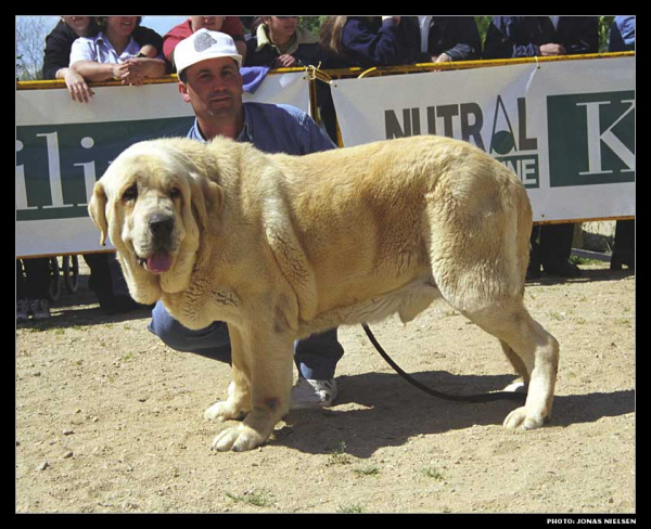 Trabuco de Trashumancia - Open Class Males, Exc. 7 - Monográfica AEPME 1999
(Jorgito de Trashumancia x Desconfiada de Trashumancia)
Born: 01-05-1995
Breeder & owner: Luis Esquiró Bolaños

Photo: Jonas Nielsen. © Copyright 
Keywords: trashumancia 1999