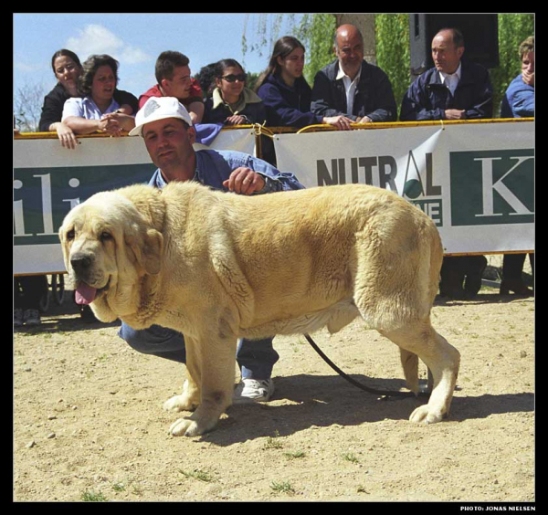 Trabuco de Trashumancia - Open Class Males, Exc. 7 - Monográfica AEPME 1999
(Jorgito de Trashumancia x Desconfiada de Trashumancia)
Born: 01-05-1995
Breeder & owner: Luis Esquiró Bolaños

Photo: Jonas Nielsen. © Copyright 
Keywords: trashumancia 1999