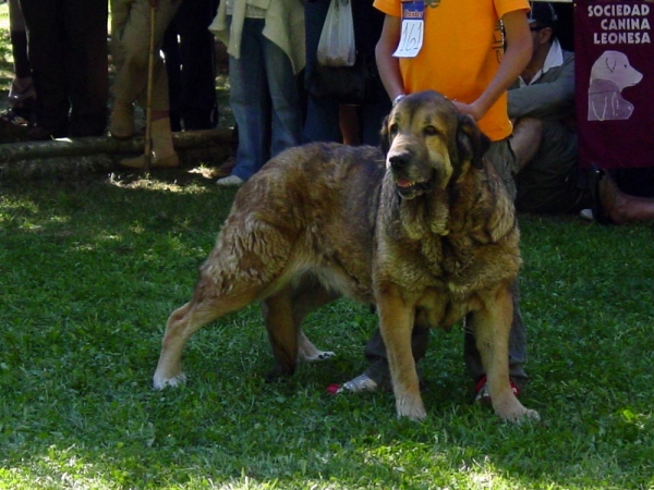 Triana de Aralla - Barrios de Luna 09.09.2007
Una perra que trabaja con las ovejas, que tiene 8 años 
Keywords: veteran veterano 2007