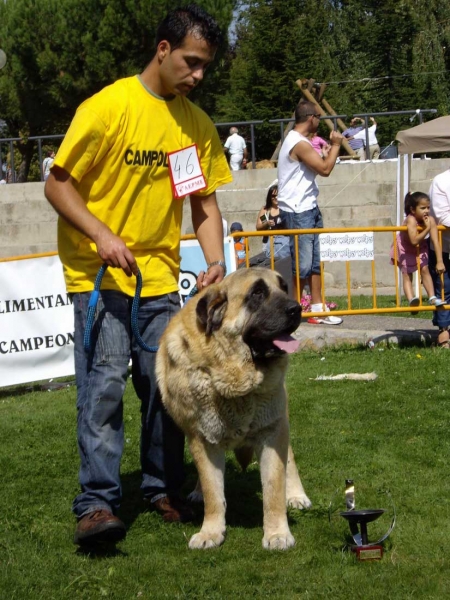 Truhán de Campollano: Exc. 2 - Open Class Males, XXVII Monográfica AEPME, 15.09.2007			
(Melchor de Campollano x Ola de Campollano) 
Born: 21.04.2003 
Keywords: 2007campollano