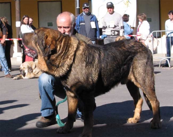 Truhan de Cueto Negro - Open Class Males - Mansilla de las Mulas, Leon, 07.11. 2004
(Remo x Nuska)
Born: 20-08-2000
Breeder & owner: Agustín Fernández  

Keywords: 2004 cuetonegro