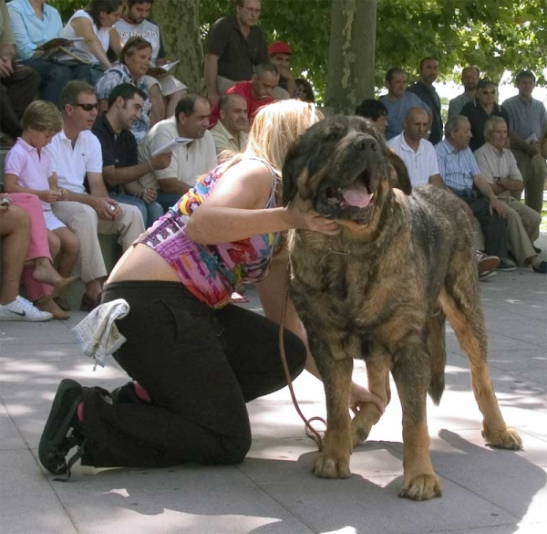 Ch. Truhán de Cueto Negro EXC. 3 - Champion Class Males - Monográfica AEPME Valencia de Don Juan, León, Spain, 02.09.2006
(Remo x Nuska)
Born: 20.08.2000
Keywords: 2006 cuetonegro