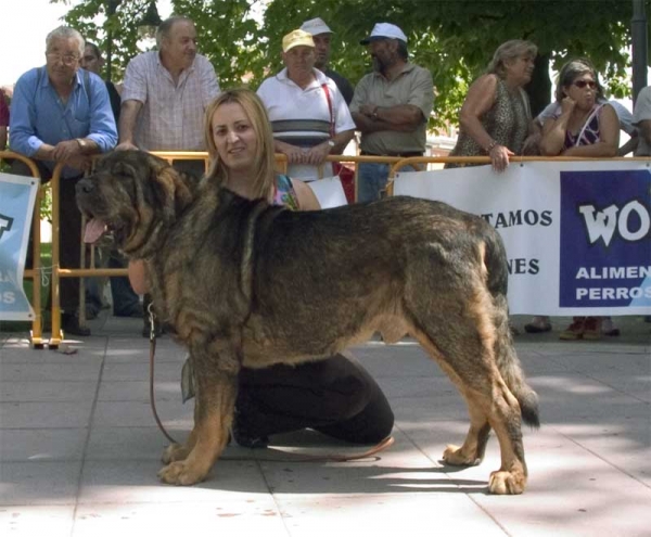 Ch. Truhán de Cueto Negro EXC. 3 - Champion Class Males - Monográfica AEPME Valencia de Don Juan, León, Spain, 02.09.2006
(Remo x Nuska)
Born: 20.08.2000
Keywords: 2006 cuetonegro