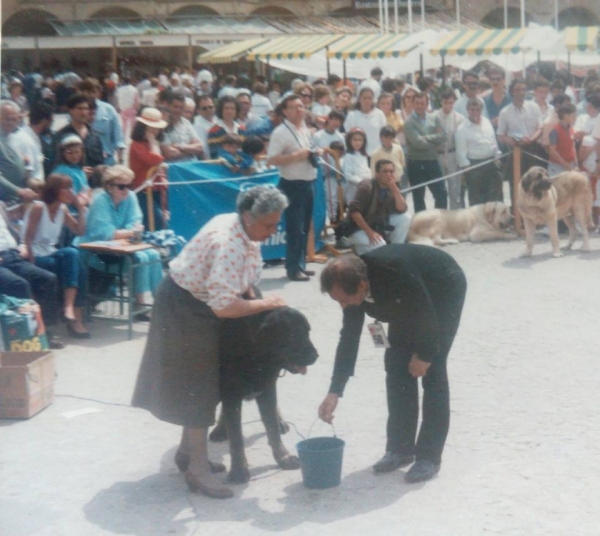 ATHOS de Montejaeña -  Monográfica Trujillo 1987
Cirro del Pinotar X Ch Ossa
Keywords: 1987 montejaeÃ±a