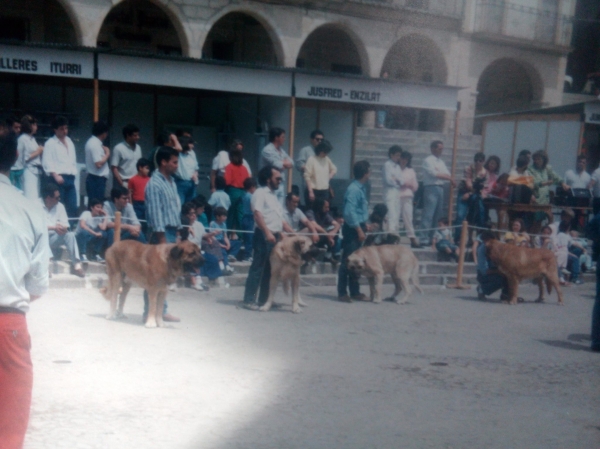 Monográfica Trujillo 1987 Clase Abierta Machos
Ron por Renol y Jarana criadora Mercedes Martínez propietario Jesús Barrio
Argos de Mado-En por Ciro y Nica criador y propietario Enrique Martínez
Orión de Mado En ??
Roxo del Pinotar por Hércules del Pinotar y Luna II del Pinotar criador y propietario Amadeo Alejandre

Keywords: 1987