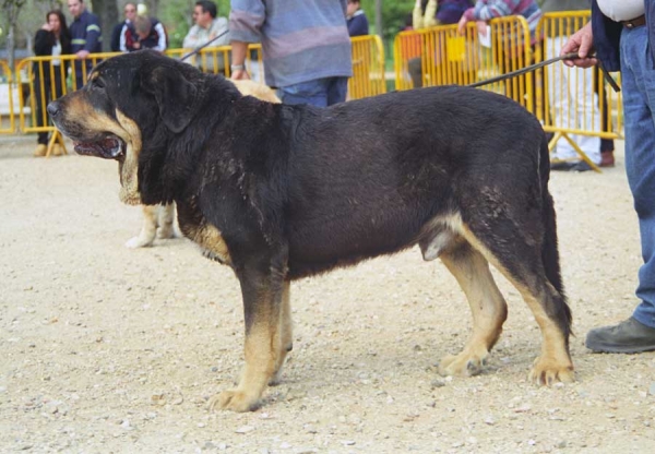 Truman: Exc. 2 - Champion Class Males, Monográfica AEPME, Palencia 1999
Ch. Tigre x Nuca
Born: 28.04.1993

Photo: Jonas Nielsen © Copyright 
Keywords: cuetonegro 1999