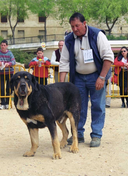 Truman: Exc. 2 - Champion Class Males, Monográfica AEPME, Palencia 1999
Ch. Tigre x Nuca
Born: 28.04.1993

Photo: Jonas Nielsen © Copyright 
Keywords: cuetonegro 1999