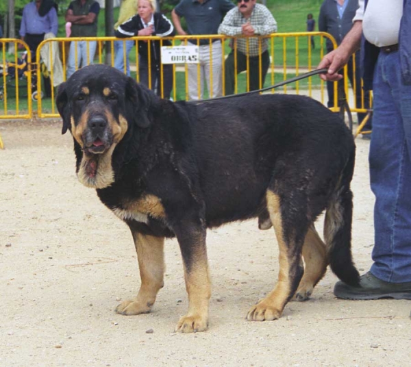 Truman: Exc. 2 - Champion Class Males, Monográfica AEPME, Palencia 1999
Ch. Tigre x Nuca
Born: 28.04.1993

Photo: Jonas Nielsen © Copyright 
Keywords: cuetonegro 1999