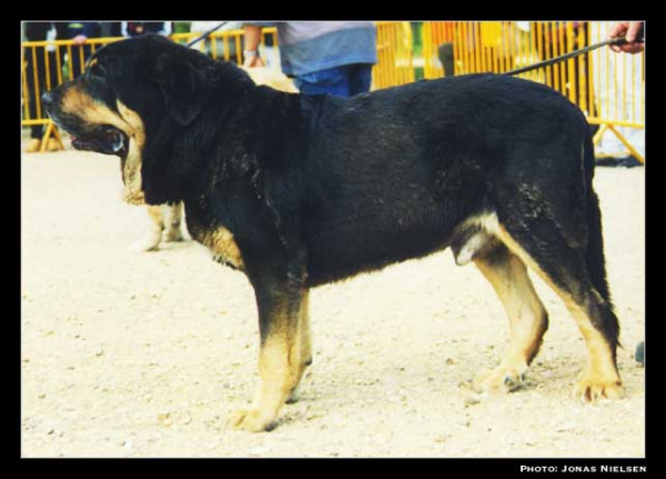 Truman - Champion Class Males, Exc. 2 - Monográfica AEPME 1999
(Ch. Tigre x Nuca)
Born: 28-04-1993
Breeder: Luis Fernández Rabanal 
Owner: Agustín Fernández Díez

Photo: Jonas Nielsen - © Copyright. 

Keywords: cuetonegro 1999