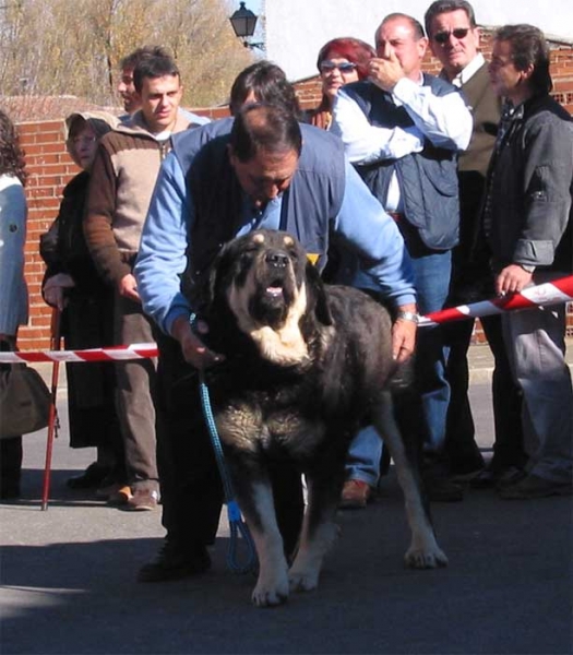 Truman II de Cueto Negro - Open Class Males - Mansilla de las Mulas, Leon, 07.11. 2004
(Ch Truman x Triana III de Babia)
Born: 05-07-2001
Breeder & owner: Agustín Fernández  

Keywords: 2004 cuetonegro