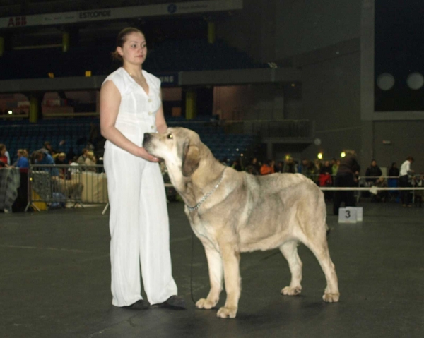 Rint Valeri Vanessa: EXC. 1 - Champion Class Females, International Dog Show, Tallinn, 13-14.02.2009
(Marco x Motley House Dazy Son) 
Keywords: 2009