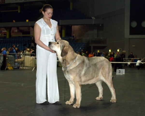 Rint Valeri Vanessa: EXC. 1 - Champion Class Females, International Dog Show, Tallinn, 13-14.02.2009
(Marco x Motley House Dazy Son) 
Keywords: 2009