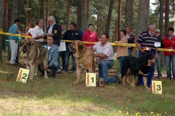 2. Ringo de Reciecho, 1. León de Cueto Negro, 3. Klay - Open Class Males - Clase Abierta Machos - Camposagrado, León, 10.06.2007
Keywords: 2007