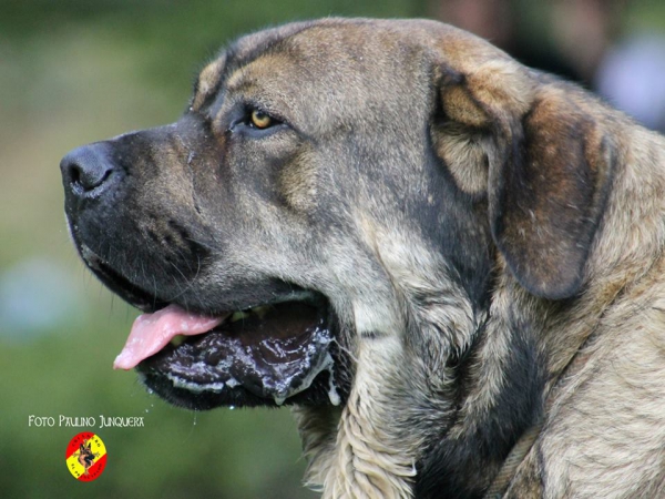 Verdugo - Concurso mastines sin registro 3º - Barrios de Luna 16.09.2014 
Keywords: 2014 head portrait cabeza