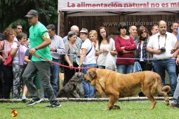 Abierta hembras EXC: Vestala de Montes del Pardo - Barrios de Luna 14.09.2014
(CH Barco de Montes del Pardo X Liu de Montes del Pardo) 
Keywords: 2014