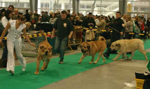 Open Class Males - World Dog Show Poznan 2006
