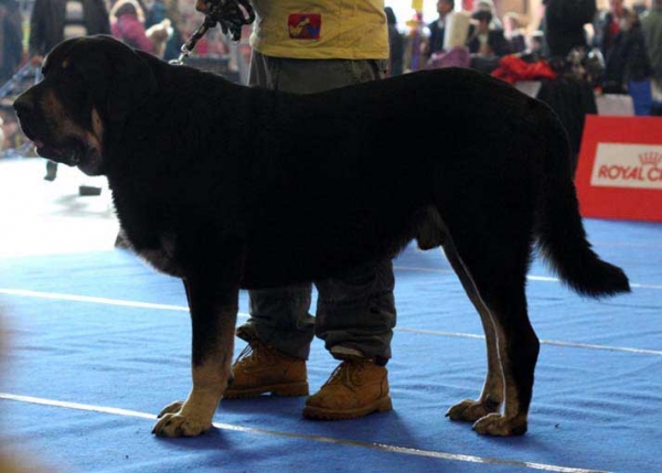 Rodo de Valdejera: Exc 1, CACA, CACIB, BOB - Intermediate Class Males, International Dog Show, Wels, Austria, 07.12.2008
Exc 1, CAC, Res.CACIB - Intermediate Class Males, International Dog Show, Wels, Austria, 06.12.2008

(Nistos de Valdejera x Vita de Valdejera) 
Born: 23.08.2007 

Kľúčové slová: 2008 bubakova