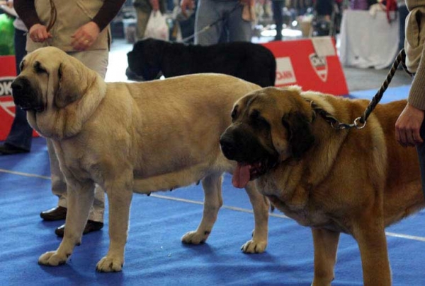 Amiga Zazi Bis Mastibe: Exc 1, CACA, CACIB, BOB & Amigo Zeus Bis Mastibe: Exc 1, CACA, CACIB - Champion Class, International Dog Show Wels, Austria, 06.12.2008
Keywords: 2008