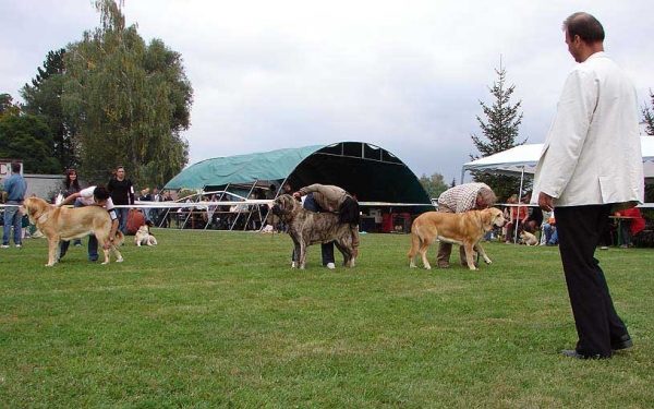 Ring Winner Females, Specialty Show Moloss Breeds, Nezamyslice, CZ, 12.09.09
Keywords: 2009