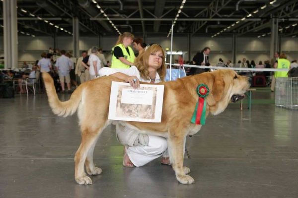 Jorgito Tornado Erben (Simba): Exc. 1, Res.CACIB, SWEDISH CHAMPION - World Dog Show, Stockholm, Sweden - 03.07.08
(Druso de la Aljabara x Cassandra Tornado Erben)
Born: 26.06.2006 
Photo: Marina Kamenskaya - © Copyright.  
Keywords: emastif