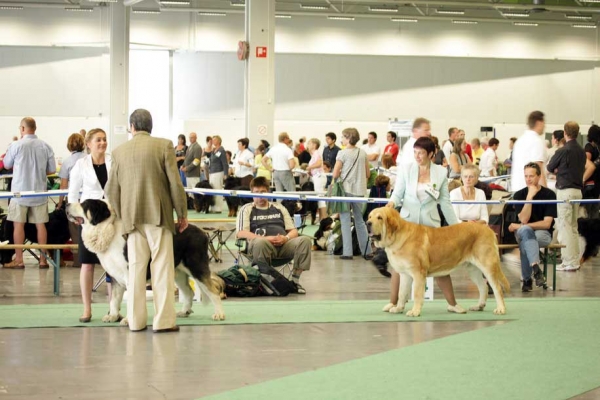 Antol Vlci Drap: Exc. 1, CACIB, BEST MALE, WORLD WINNER 2008 (Champion Class Males) & Jorgito Tornado Erben (Simba): Exc. 1, Res.CACIB, SWEDISH CHAMPION (Open Class Males) - World Dog Show, Stockholm, Sweden - 0307.08
Antol: (Baskervil Mastibe x Jolana Fi-It) - Born: 08.07.2002
Jorgito: (Druso de la Aljabara x Cassandra Tornado Erben) - Born: 26.06.2006 

Photo: Marina Kamenskaya - © Copyright.  
