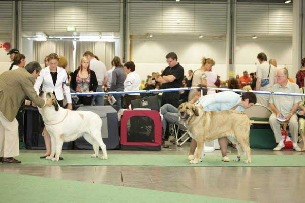 Champion Class Females - World Dog Show, Stockholm, Sweden - 0307.08
Motley House Luxury Spring Day - Exc. 1
Motley House Star Story - Exc. 2

Photo: Marina Kamenskaya - © Copyright.  

