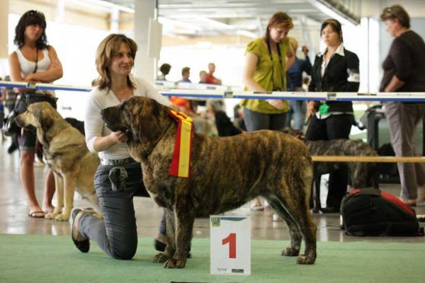 Hessi Mastibe: Exc. 1, CACIB, BEST FEMALE, WORLD WINNER 2008, SWEDISH CHAMPION, BOB - World Dog Show, Stockholm, Sweden - 03.07.08
(Druso de la Aljabara x Connie Mastibe)
Born: 03.07.2006

Photo: Marina Kamenskaya - © Copyright.  
Keywords: cortedemadrid