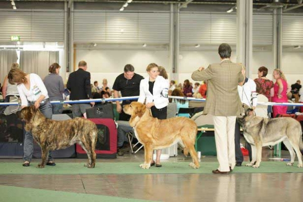 Hessi Mastibe: Exc. 1, CACIB, BEST FEMALE, WORLD WINNER 2008, SWEDISH CHAMPION, BOB, Motley House Tsunami Victoria: Exc. 2 & Roda de los Zumbos: Exc. 3 - World Dog Show, Stockholm, Sweden - 03.07.08
Hessi Mastibe: (Druso de la Aljabara x Connie Mastibe) - Born: 03.07.2006
Motley House Tsunami Victoria: ?
Roda de los Zumbos: ?

Photo: Marina Kamenskaya - © Copyright.  
