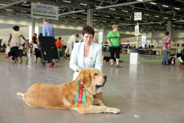 Jorgito Tornado Erben (Simba): Exc. 1, Res.CACIB, SWEDISH CHAMPION - World Dog Show, Stockholm, Sweden - 03.07.08
(Druso de la Aljabara x Cassandra Tornado Erben)
Born: 26.06.2006 

Photo: Marina Kamenskaya - © Copyright.  
Keywords: emastif