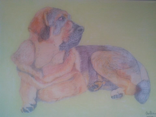 Xeitoxa de Terra de Montes - made by Jose Antonio Goldar Gonzalez, Tenerife
Pastel y grafito en papel.
23 X 32.50 cm.
Mastin 5 months owned by Mastines Terra de Montes
Keywords: art antonio