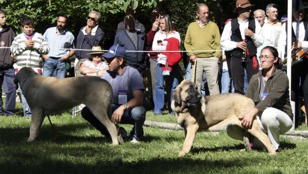 Puppy Class Females - Clase Cachorros Hembras, Barrios de Luna 14.09.2008
Keywords: 2008