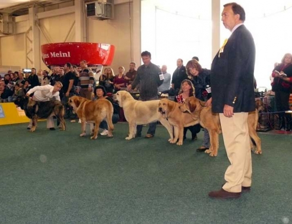 Young Class Females, World Dog Show 2009, Bratislava
From left: Aes, Cheer z Kraje Sokolu, Syra, Sofia Sol Tornado Erben, Violetta de la Vida
