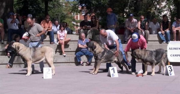 Young Class Females: 2. Yuna de Lunava, 1. Roca de Babia & 3. Morita - AEPME Valencia de Don Juan, León, 02.09.2006
XXVI Monográfica AEPME, Valencia de Don Juan 02.09.2006

Yuna: (Tajo de la Peña Mora x Muria de Galisancho) - Born: 18.09.2005
Roca: (Raúl de Río Lago x Concha de Babia) - Born: 16.07.2005 
Morita: (Ch. Cañon de Fuente Mimbre x Seda de Cueto Negro) - Born: 01.04.2005


Keywords: 2006