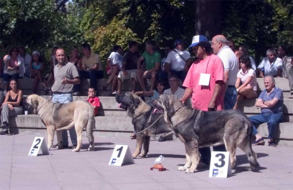 Young Class Females: 2. Yuna de Lunava, 1. Roca de Babia & 3. Morita - AEPME Valencia de Don Juan, León, 02.09.2006
XXVI Monográfica AEPME, Valencia de Don Juan 02.09.2006

Yuna: (Tajo de la Peña Mora x Muria de Galisancho) - Born: 18.09.2005
Roca: (Raúl de Río Lago x Concha de Babia) - Born: 16.07.2005 
Morita: (Ch. Cañon de Fuente Mimbre x Seda de Cueto Negro) - Born: 01.04.2005
 

Keywords: 2006