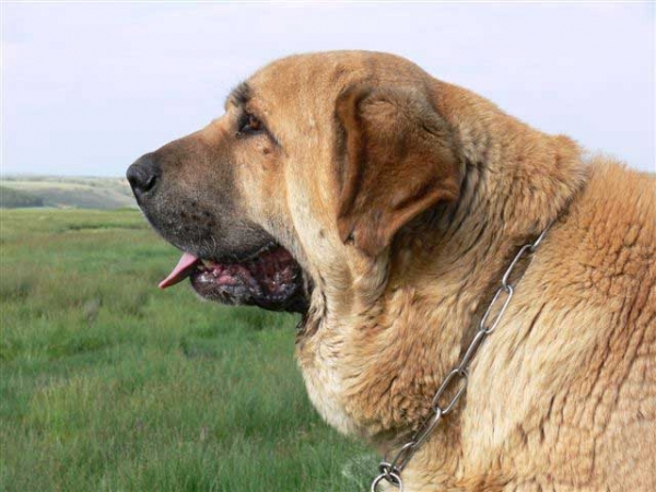 Zagal de Laciana
(Sendero de Trashumancia x Vereda de Laciana)
Born: 20.11.2002 
Keywords: head portrait cabeza