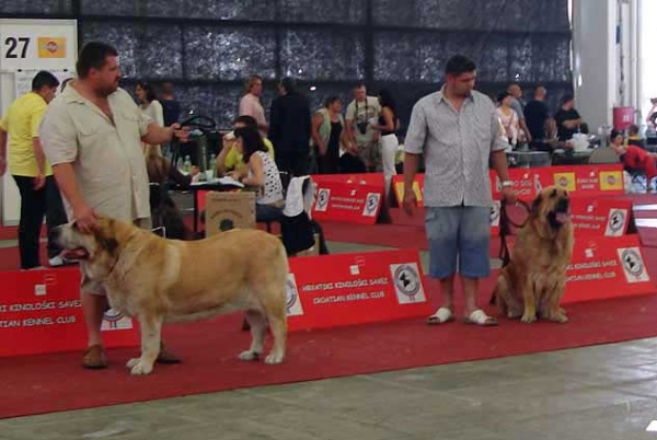 Adela Bolero Dudo: 3 & Dora z Kraje Sokolu: 4 - Open Class Females, Euro Dog Show, Zagreb, Croatia 10.06.2007
Keywords: 2007