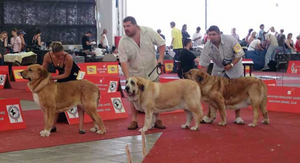 Open Class Females - Euro Dog Show 2007, Zagreb, Croatia 10.06.2007
Keywords: 2007