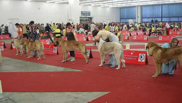 Young Class Males - Euro Dog Show, Zagreb, Croatia 10.06.2007
Keywords: 2007