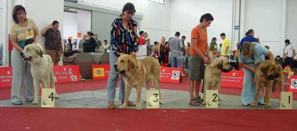 Young Class Males - Euro Dog Show, Zagreb, Croatia 10.06.2007
Keywords: 2007