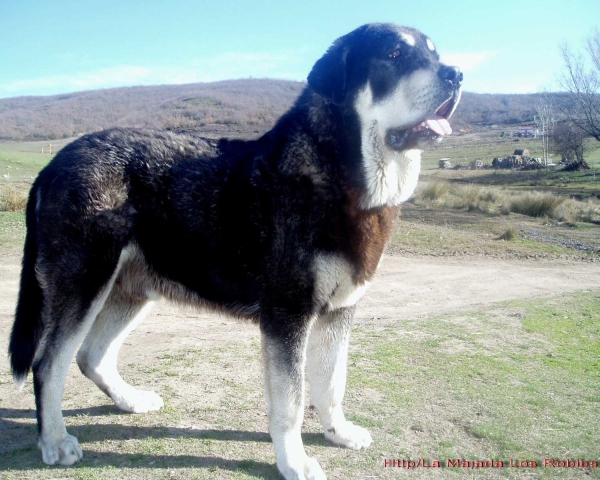 Zamarrón de los Zumbos con 12 meses de edad
(Cantero de los Zumbos X Tigrina de los Zumbos) 
Nacido 01.02. 2008 
Keywords: majada