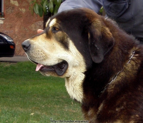 Zangarron de Los Zumbos - father of litter born 01.06.2008
Zangarrón de Los Zumbos x Somoza de Los Zumbos  
Born - Nacidos: 01.06.2008   

Keywords: zumbos head portrait cabeza