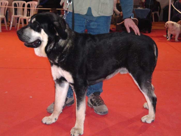 Zarco de Galisancho - Exc 1º, Best in Young Class - International Show Sevilla 06.03.2005
(Zar de Cueto Negro x Mura de Galisancho) 
Breeder: Pedro García 
Owner: Félix Núñez Becerra  

Keywords: 2005