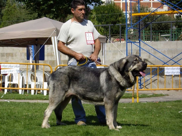 Zarza de Reciecho: MB - Intermediate Class  XXVII Monográfica AEPME, 15.09.2007
Keywords: 2007 reciecho