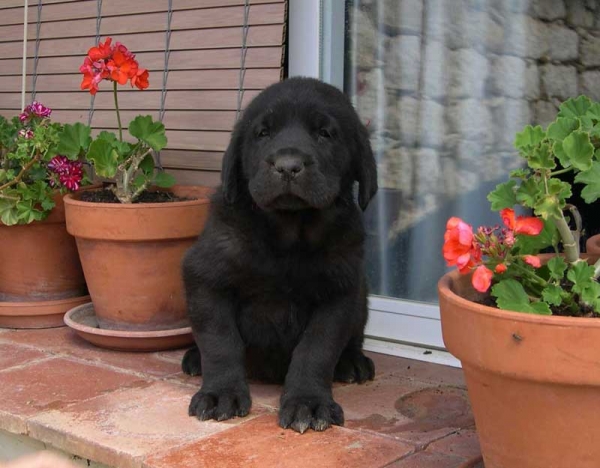 Zarzamora de Fuente Mimbre - 40 days old
Carbonero de Fuente Mimbre x Liana de Fuente Mimbre 
Keywords: De Pizarra puppy cachorro