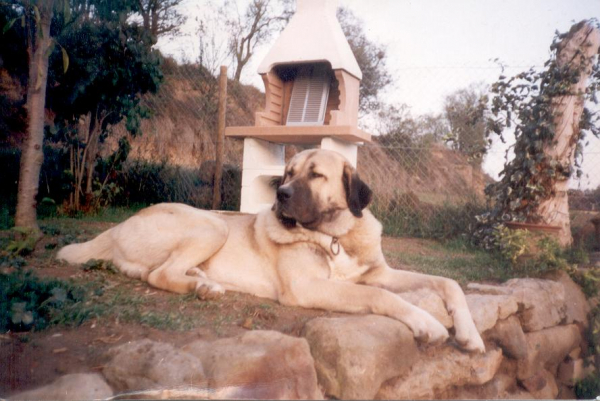 Zeus at 2 y/o and 180 lb
This pic was mailed to me about 10/11 years ago by Alejandro of Casa Ballonga kennels, Spain. a beautiful and very Kangal-looking SM. 
Added by MastinMel

